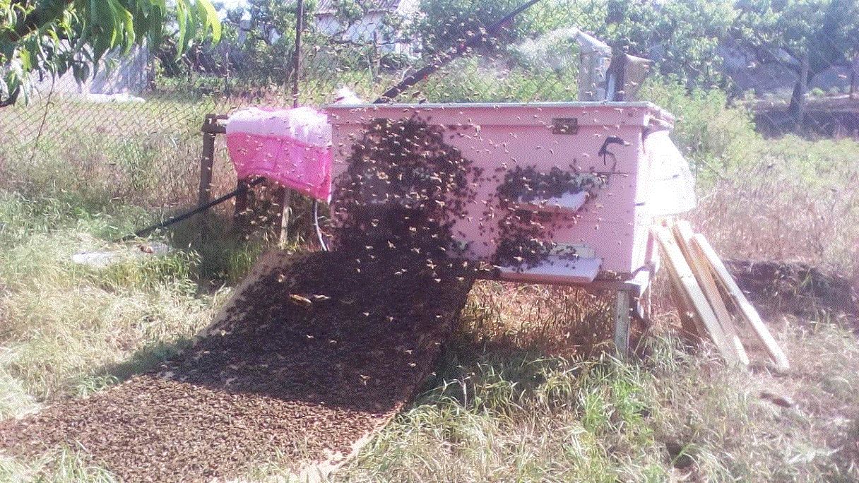 Бджільництво